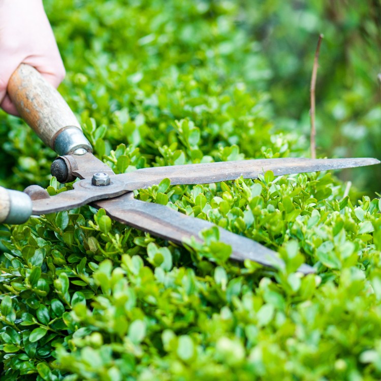 Gardening and Landscaping in Humboldt, IA