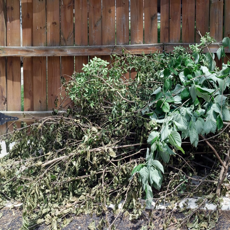 Gardening and Landscaping in Humboldt, IA